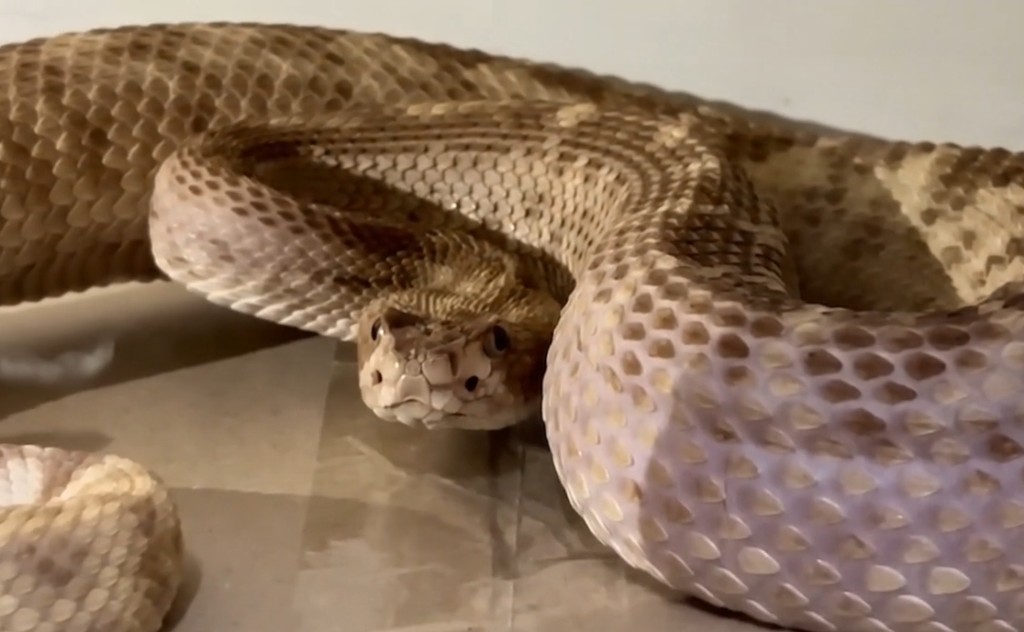 Ejemplar bajo cuidado en Nacho el Iguano