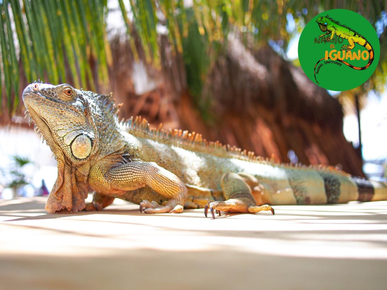 Amanecer con Iguana en la Playa