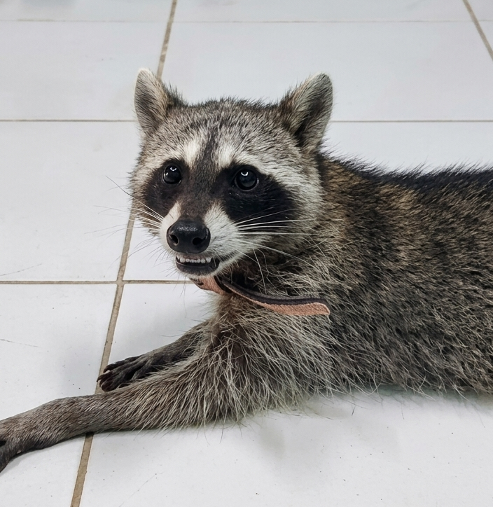 Mapache